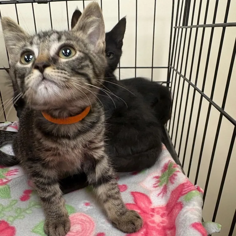 A baby small-sized male Brown / Chocolate Domestic Short Hair cat named Harry for adoption in Las Vegas, NV