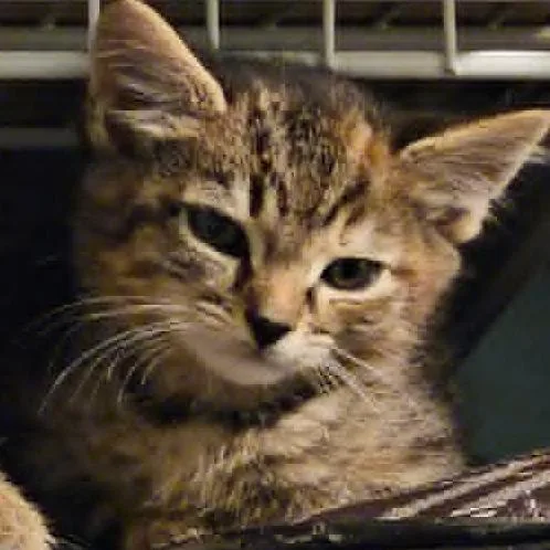 A baby small-sized female Black Domestic Short Hair cat named Tooth Fairy Retribution for adoption in Fredericksburg, VA
