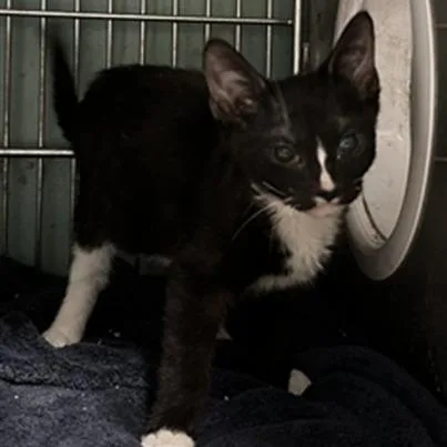 A baby small-sized male Black Domestic Short Hair cat named Bacon for adoption in San Gabriel, CA