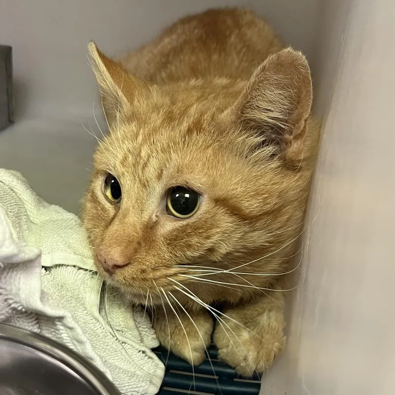 An adult small-sized male Orange / Red Domestic Short Hair cat named 70786 for adoption in Harrisonburg, VA