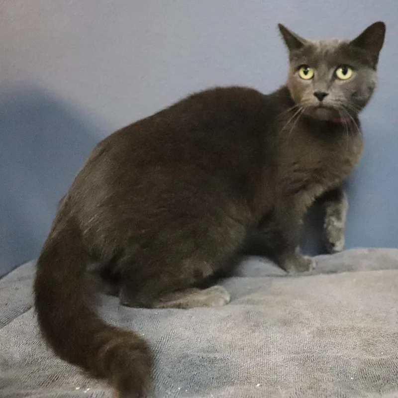 A young medium-sized female Gray / Blue / Silver Domestic Short Hair cat named Rainey for adoption in Lakeland, FL