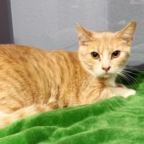 An adult small-sized female Orange / Red Domestic Short Hair cat named Ginger for adoption in Concord, NH