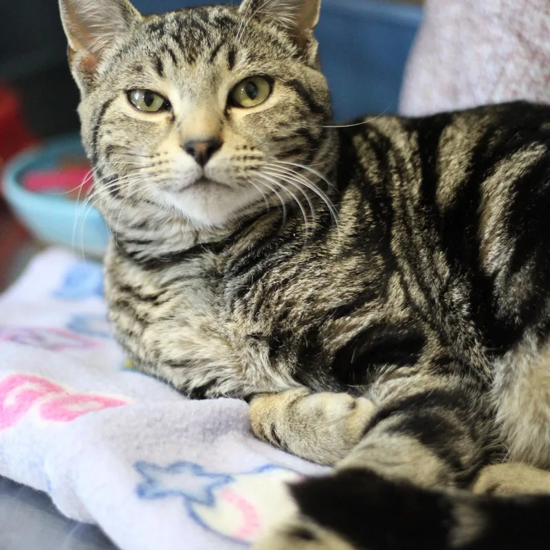 A young medium-sized male Tabby (Brown / Chocolate) Domestic Short Hair cat named Fudge for adoption in Ottumwa, IA