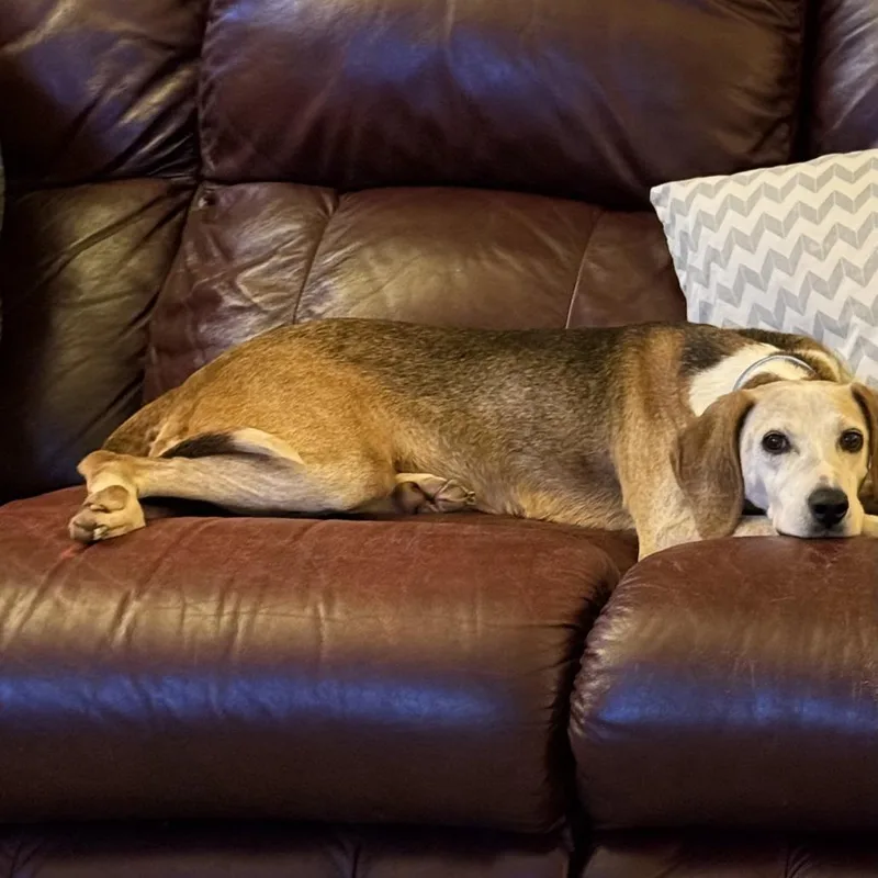 A senior medium-sized female Yellow / Tan / Blond / Fawn Treeing Walker Coonhound dog named Sally D for adoption in Minnetonka, MN