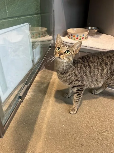 A young medium-sized female Domestic Short Hair cat named Tapanuli for adoption in Leesburg, VA