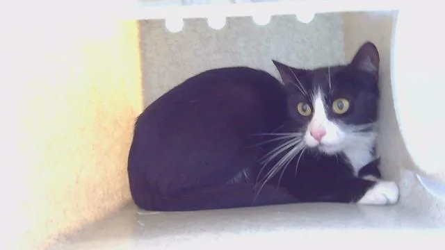 A young medium-sized female Domestic Short Hair cat named Jack Jacque for adoption in Agoura, CA