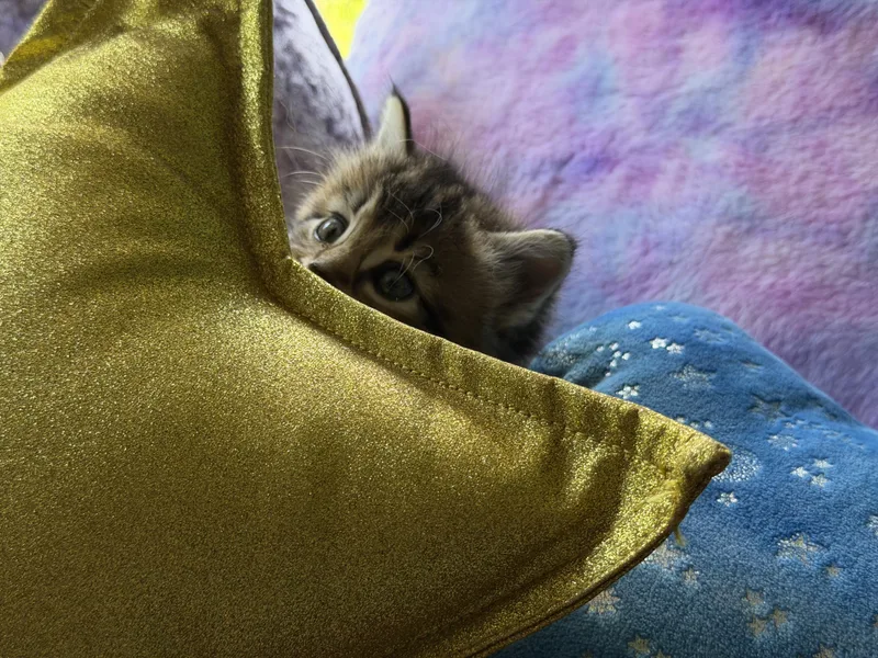 Darla thumbnail 2
