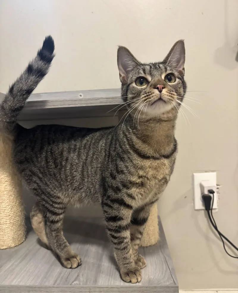 A young medium-sized male Tabby (Brown / Chocolate) Domestic Short Hair cat named Gb  J  for adoption in Woodlawn, TN