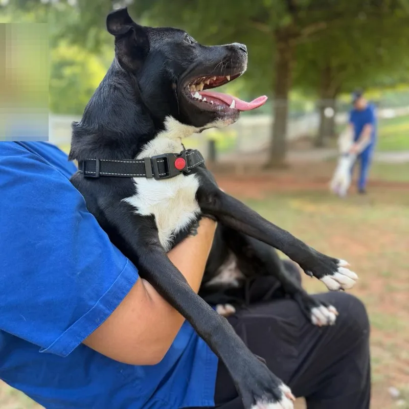 A young medium-sized female Black Mixed Breed dog named Juniper for adoption in Greenville, SC