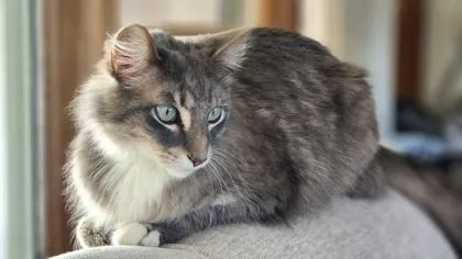 An adult large-sized male Domestic Long Hair cat named Gus for adoption in Verona, WI