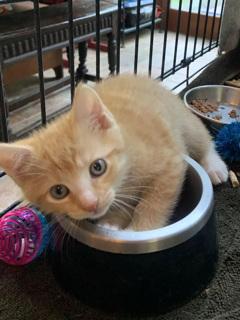 A young medium-sized male Domestic Short Hair cat named Zachary for adoption in Lutherville, MD