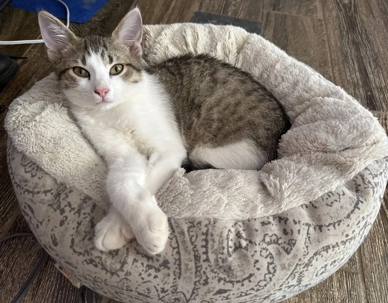 A baby medium-sized male Tabby cat named Theo for adoption in Georgetown, KY