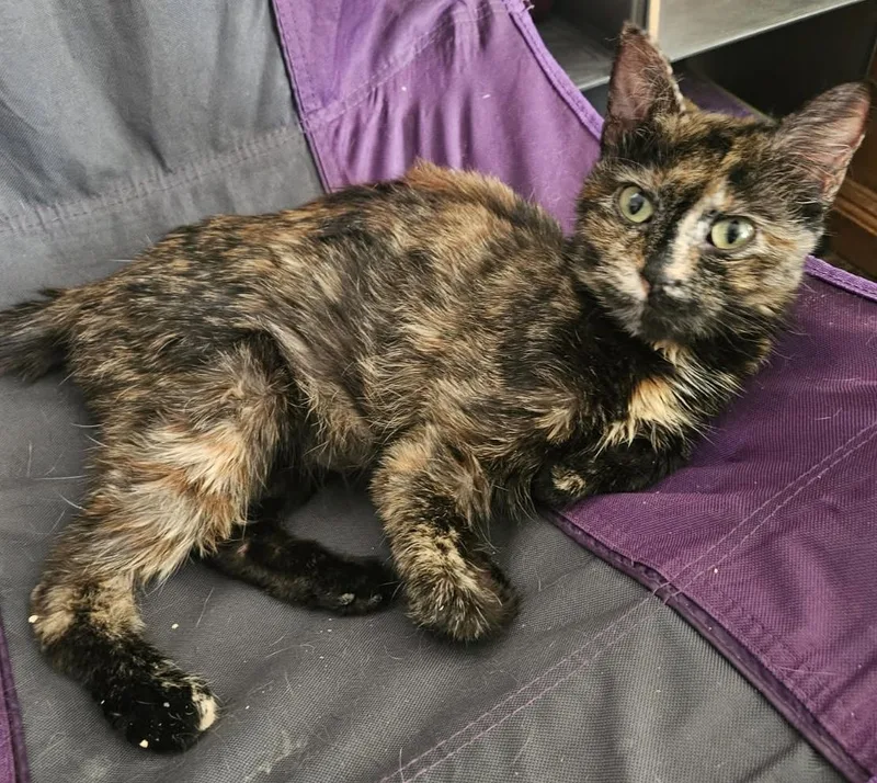 A young small-sized female Tortoiseshell cat named Dopple for adoption in Los Angeles, CA