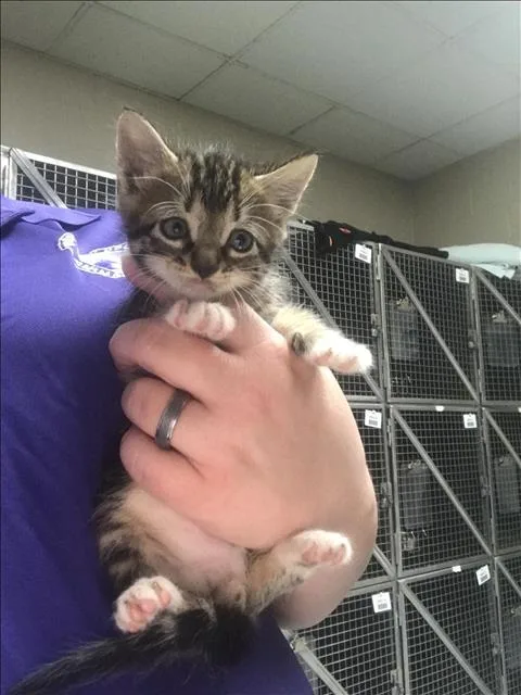 A baby small-sized male Domestic Medium Hair cat named Zippy for adoption in Conroe, TX