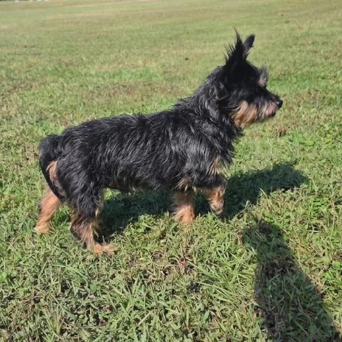 An adult small-sized female Yellow / Tan / Blond / Fawn Yorkshire Terrier dog named Lyric Willow for adoption in Houston, TX