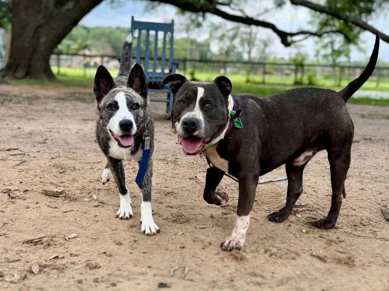 An adult large-sized male Gray / Blue / Silver Pit Bull Terrier dog named Gordo Roll Over Romeo for adoption in Friendswood, TX