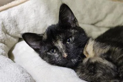 An adult medium-sized female Domestic Short Hair cat named Salem for adoption in Kansas City, MO
