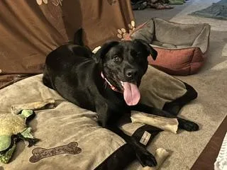 An adult medium-sized female Labrador Retriever dog named Blue for adoption in Aurora, IL