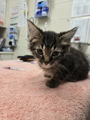 A baby small-sized male Domestic Medium Hair cat named Batty Koda for adoption in Westland, MI
