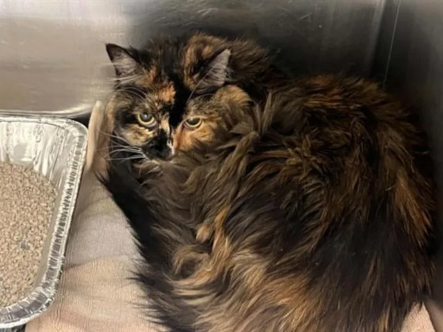 A senior large-sized female Domestic Long Hair cat named Lovey for adoption in Tustin, CA