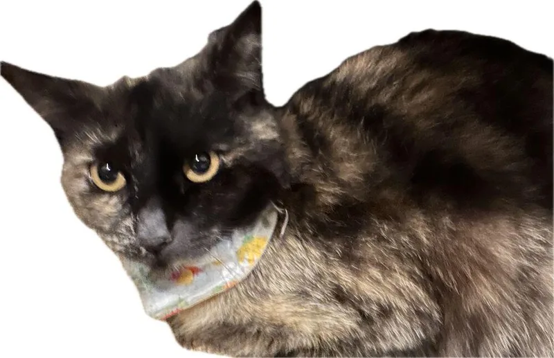 Cassiopa thumbnail 2