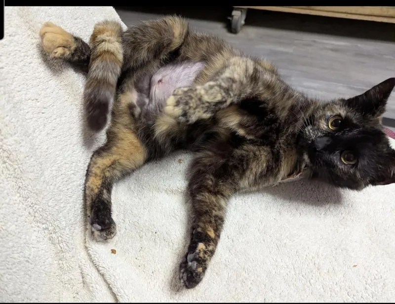 Cassiopa thumbnail 3