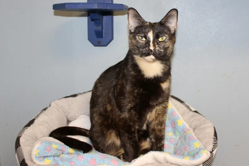 A baby small-sized female Tortoiseshell Tortoiseshell cat named Audi for adoption in Brazil, IN