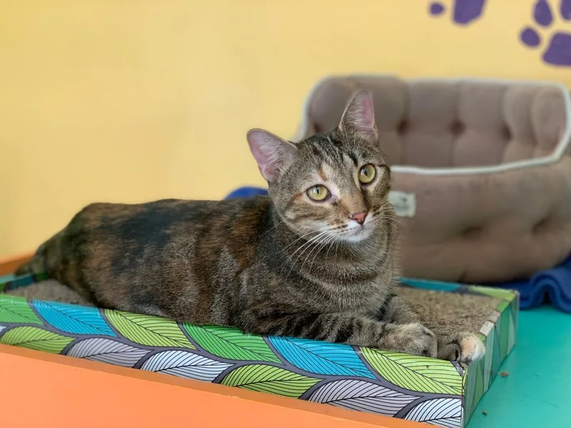 An adult medium-sized female Tabby (Brown / Chocolate) Domestic Short Hair cat named Chicklets for adoption in Topeka, KS