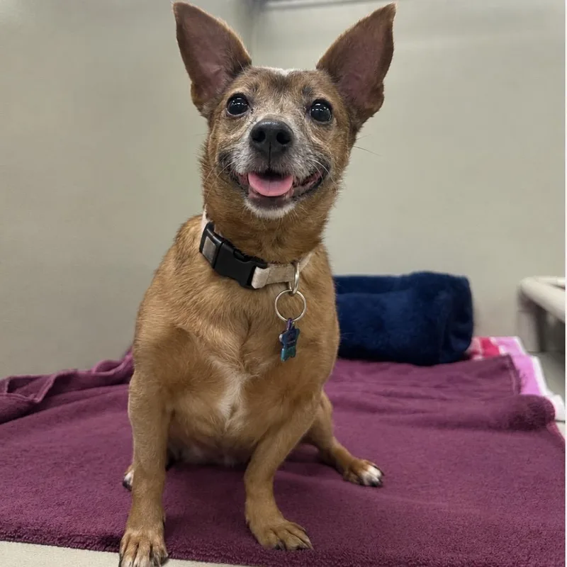 An adult small-sized female Brown / Chocolate Chihuahua dog named Bella for adoption in Las Vegas, NV