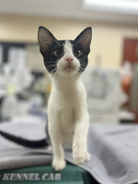 A baby small-sized male Domestic Short Hair cat named Rowan for adoption in Aliquippa, PA