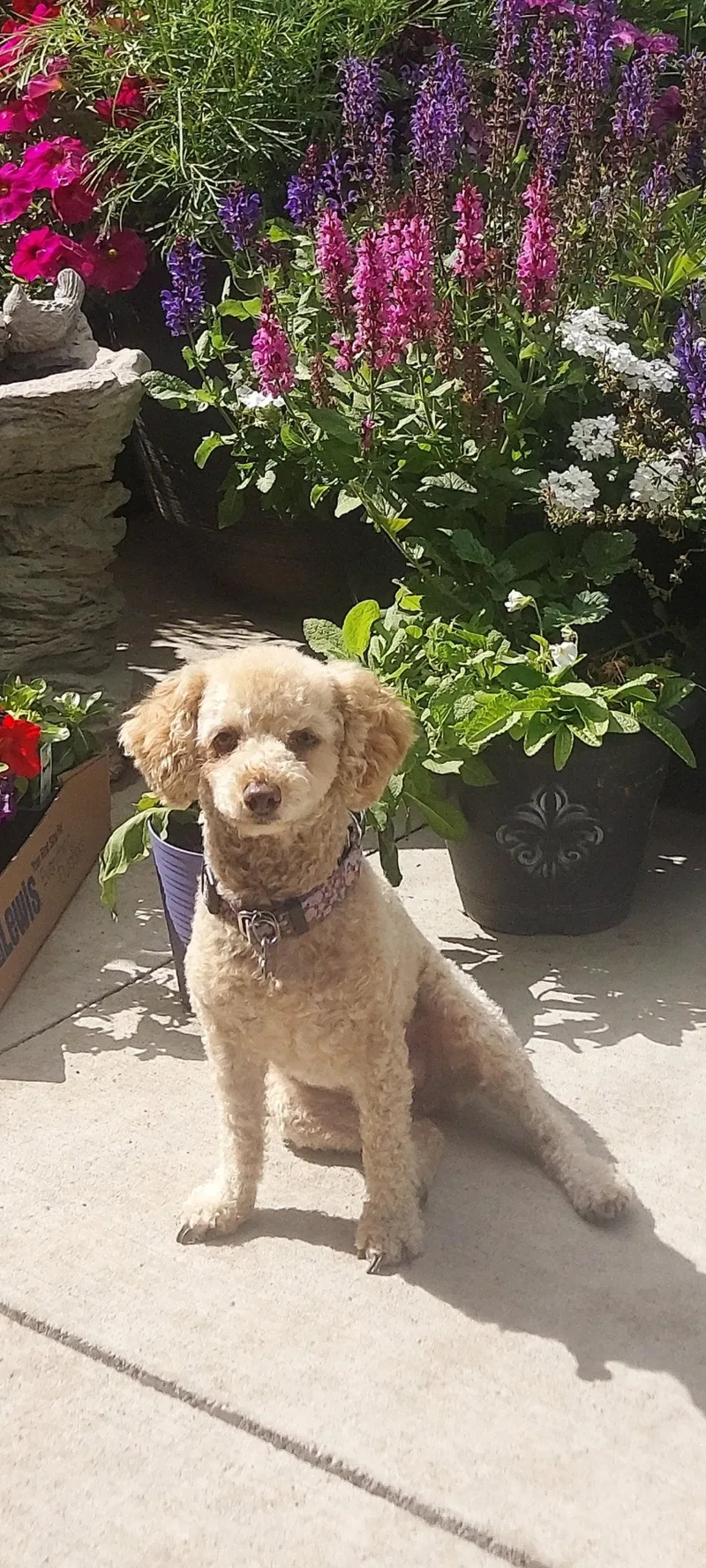 An adult small-sized female Poodle dog named Reba for adoption in Brandon, SD
