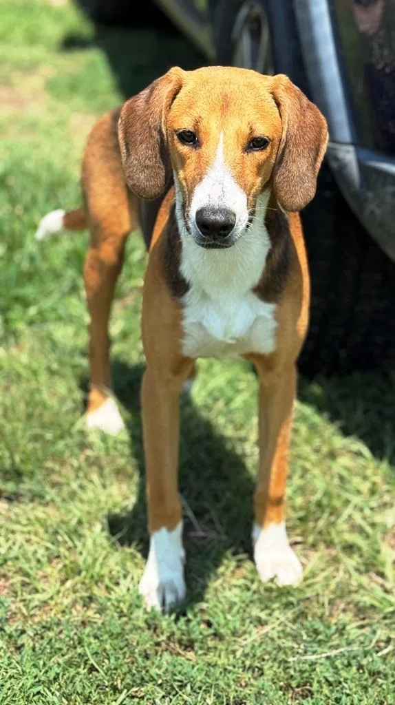 A young medium-sized female Hound dog named Sweetie for adoption in Lexington, MA