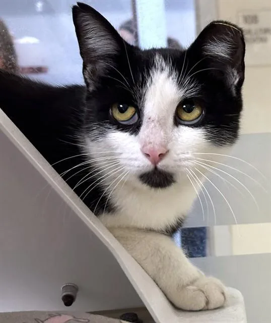 A young medium-sized male Domestic Short Hair cat named Hammerhead for adoption in Dedham, MA