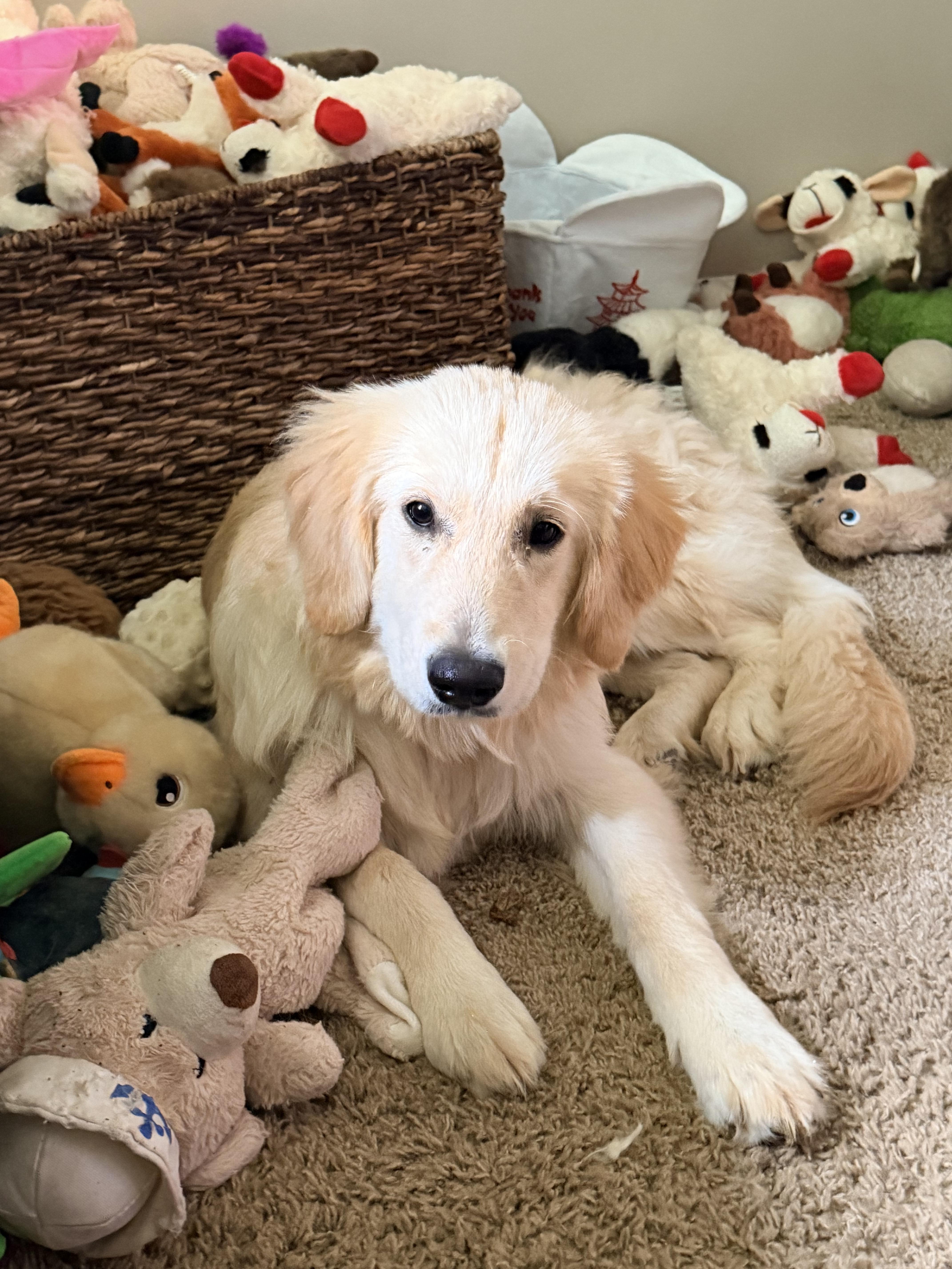 A baby large-sized female Mixed Breed dog named Goldie for adoption in Rochester , NY
