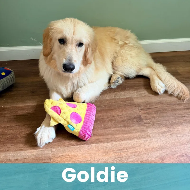 Goldie thumbnail 4