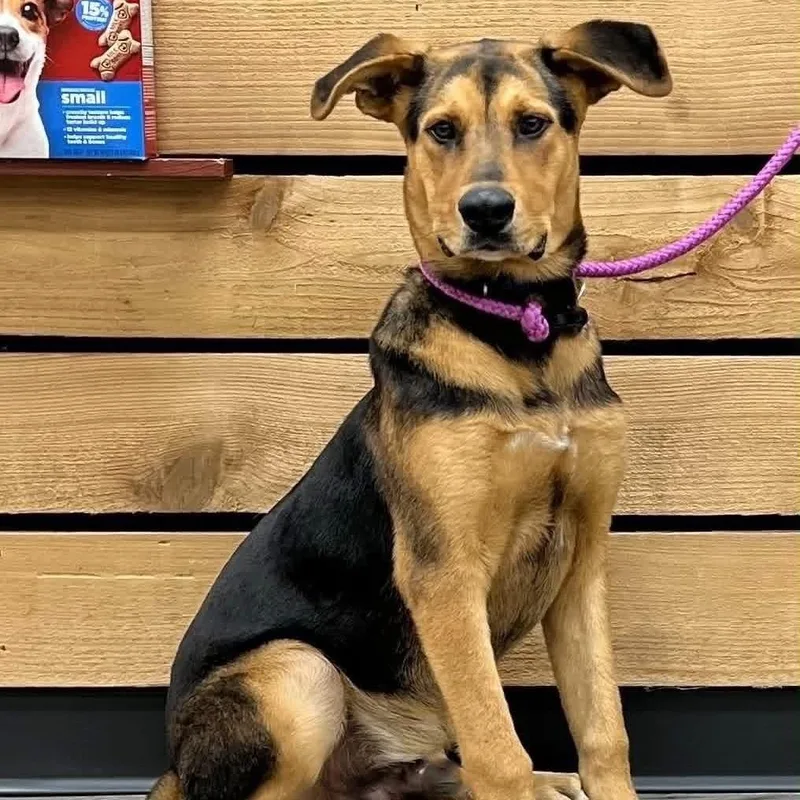 A young large-sized male Black Shepherd dog named Oliver for adoption in Mount Pleasant, TX