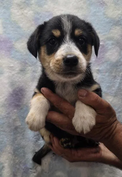 A baby medium-sized male Cattle Dog dog named Rex for adoption in Malvern, PA