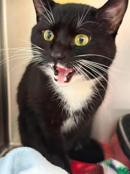 A young medium-sized male Black & White / Tuxedo Domestic Short Hair cat named Batman for adoption in Annapolis, MD