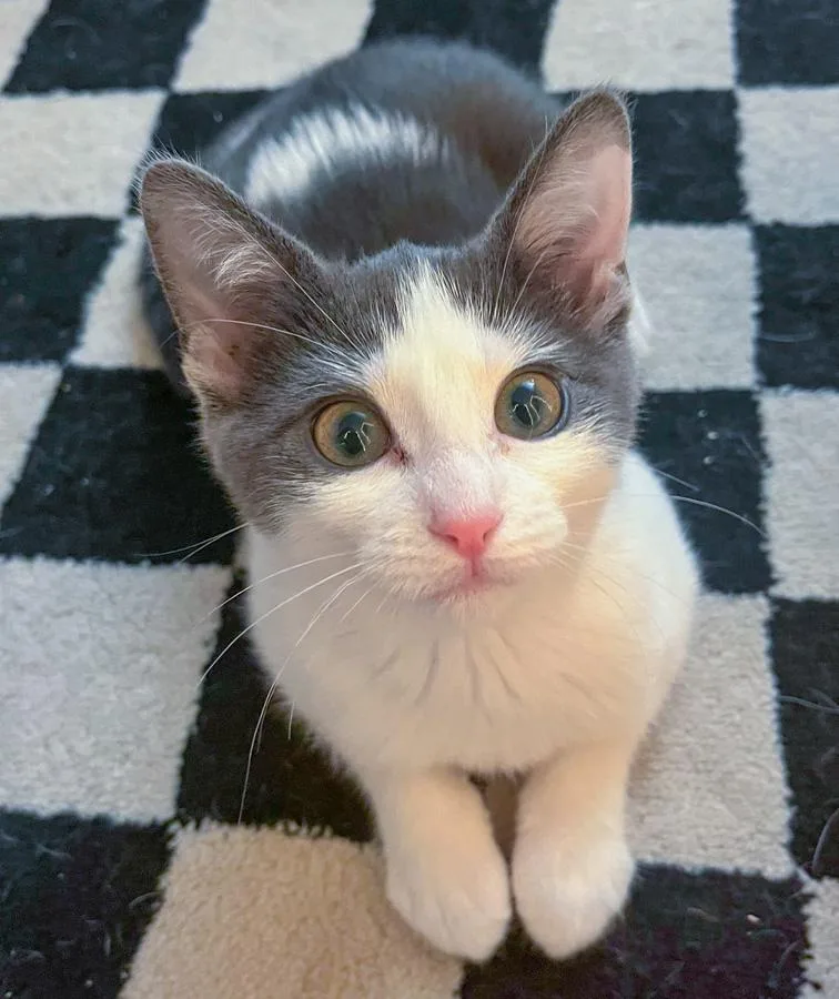 A baby medium-sized female Gray & White Domestic Short Hair cat named Bell for adoption in Elmwood Park, NJ