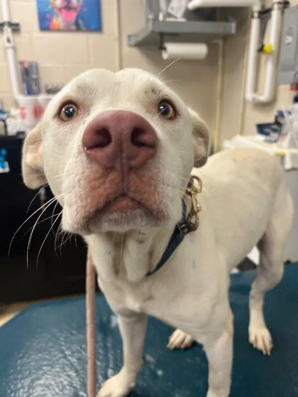 An adult medium-sized male White / Cream Mixed Breed dog named Lou for adoption in Mobile, AL