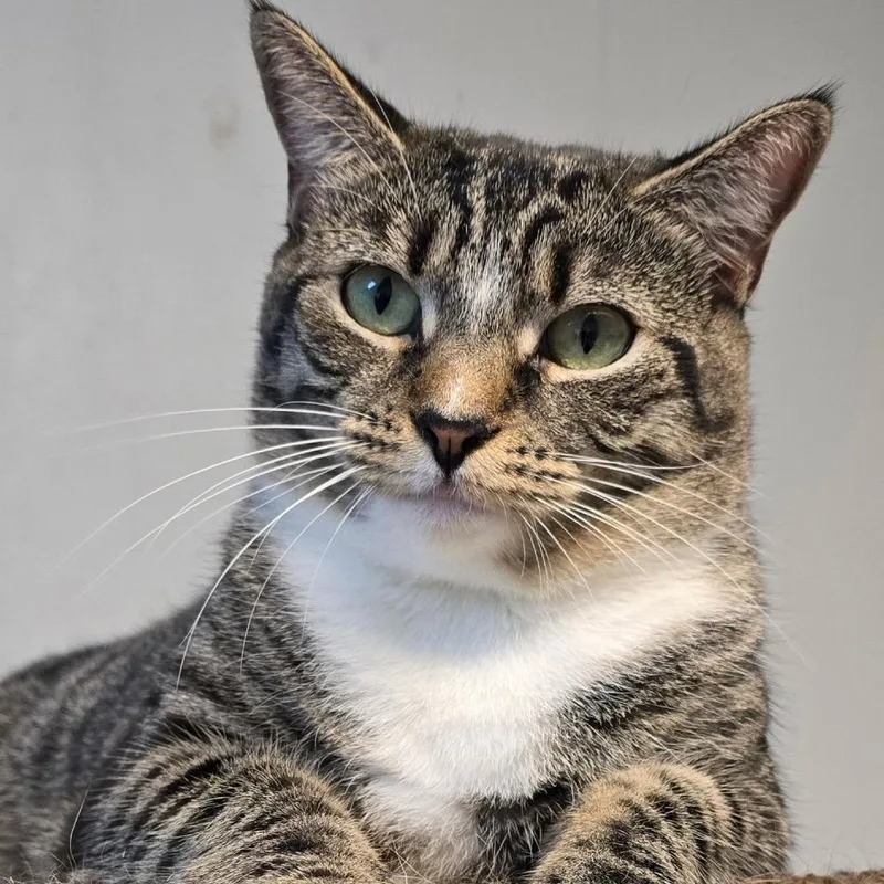 A young small-sized female Brown / Chocolate Domestic Short Hair cat named Jan Brady for adoption in Durham, NC