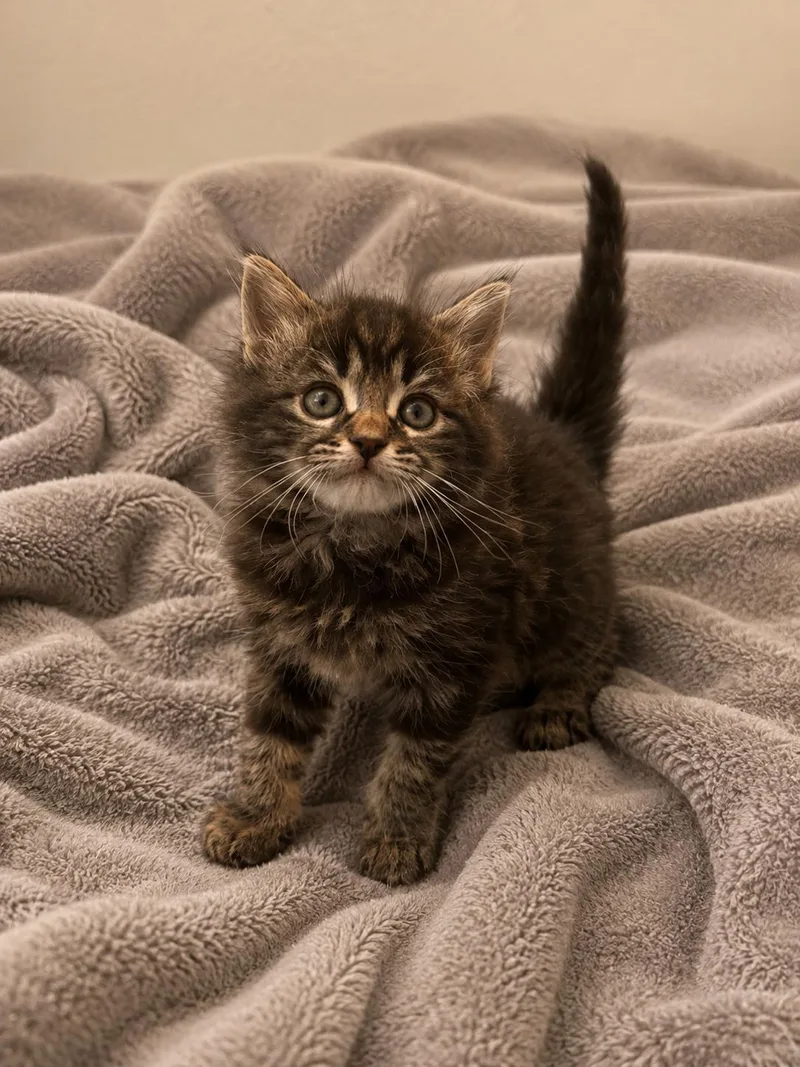 A baby small-sized female Domestic Medium Hair cat named Selby for adoption in Rio Linda, CA