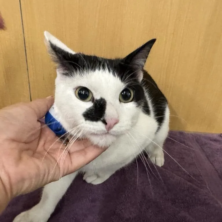 An adult large-sized male White Domestic Short Hair cat named Chino for adoption in Saint Louis, MO