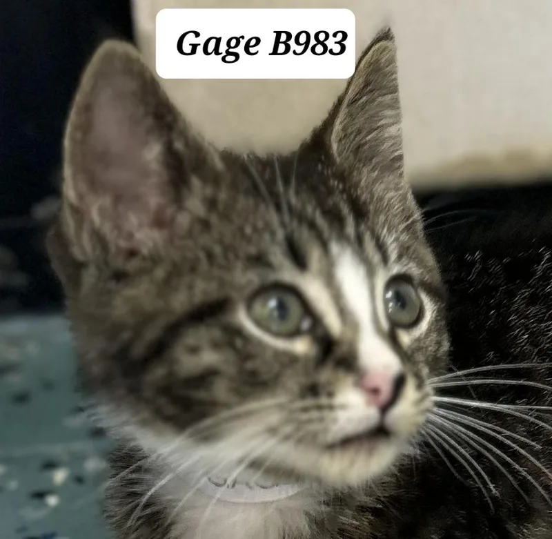 A young medium-sized male Tabby (Gray / Blue / Silver) Domestic Short Hair cat named Gage for adoption in Morganton, NC