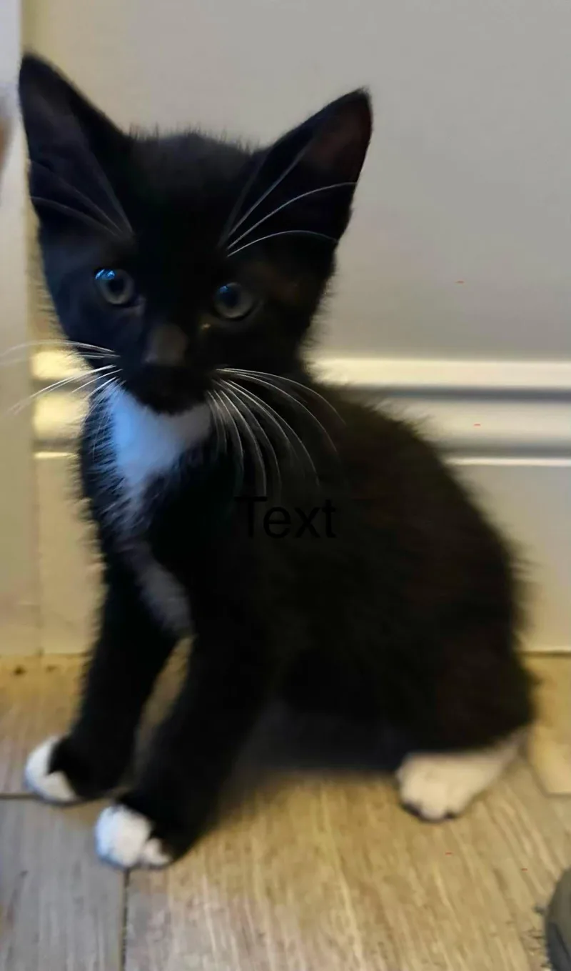 A baby medium-sized male Black & White / Tuxedo Domestic Long Hair cat named Mj for adoption in Fort Payne, AL