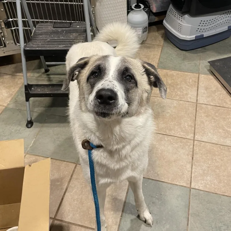 An adult large-sized female White / Cream Mixed Breed dog named Big Baby for adoption in Chattanooga, TN