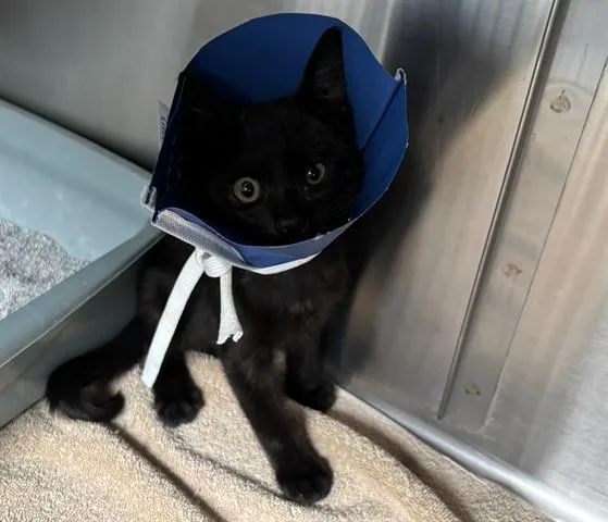 A baby small-sized male Domestic Short Hair cat named Kia for adoption in Santa Monica, CA
