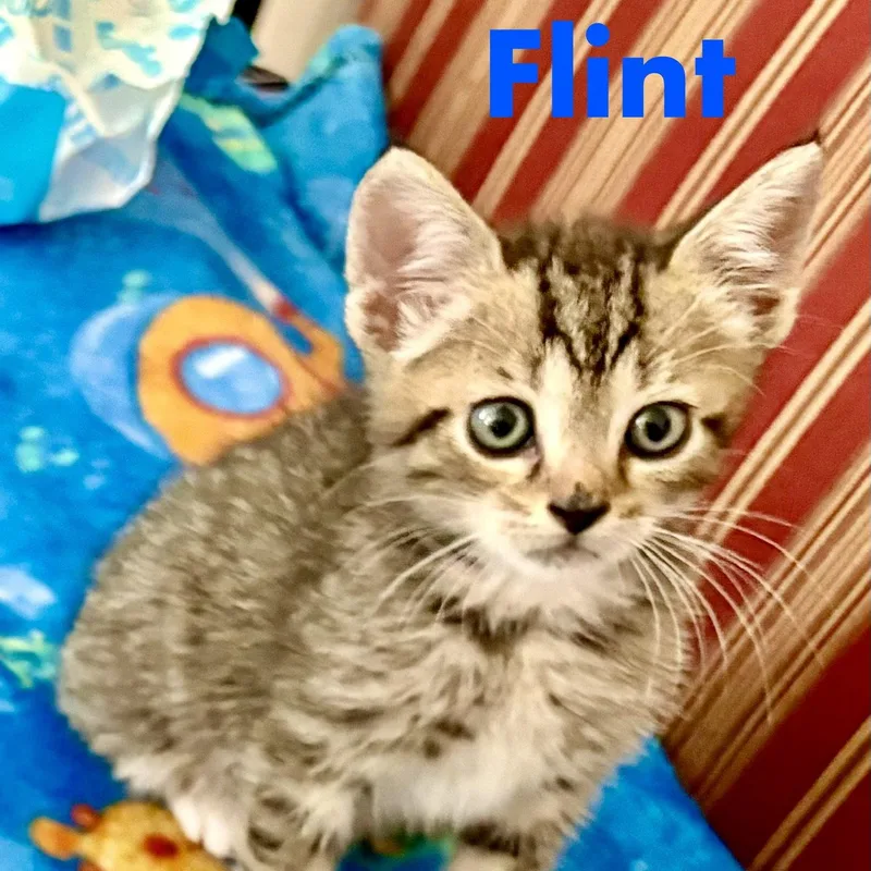 A baby medium-sized male Domestic Short Hair cat named Flint for adoption in Reston, VA