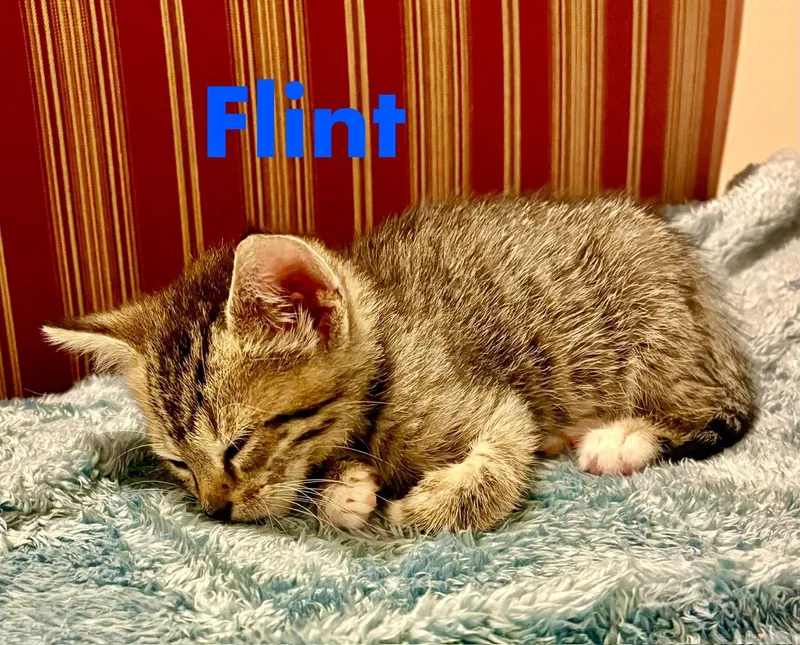 Flint thumbnail 3