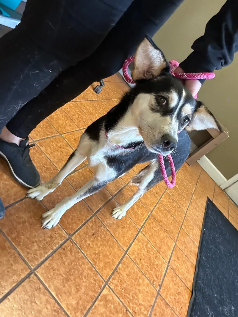 An adult medium-sized female Black Husky dog named Angel for adoption in fennville, MI